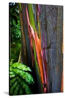 Close-up of Rainbow Eucalyptus (Eucalyptus deglupta) tree, Maui, Hawaii, USA-null-Stretched Canvas