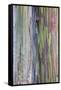 Close-Up of Rainbow Eucalyptus-Terry Eggers-Framed Stretched Canvas