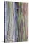 Close-Up of Rainbow Eucalyptus-Terry Eggers-Stretched Canvas