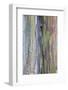 Close-Up of Rainbow Eucalyptus-Terry Eggers-Framed Photographic Print