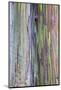 Close-Up of Rainbow Eucalyptus-Terry Eggers-Mounted Photographic Print