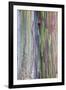 Close-Up of Rainbow Eucalyptus-Terry Eggers-Framed Photographic Print