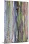 Close-Up of Rainbow Eucalyptus-Terry Eggers-Mounted Photographic Print