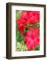 Close up of Raindrops on Pink Impala Lily-seagames50-Framed Photographic Print