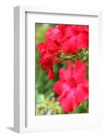 Close up of Raindrops on Pink Impala Lily-seagames50-Framed Photographic Print