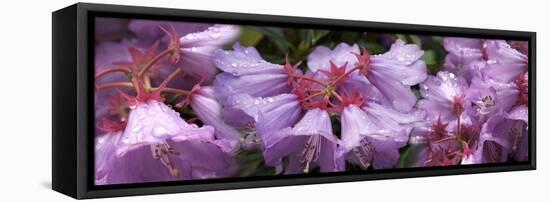 Close-up of raindrops on Rhododendron flowers-Panoramic Images-Framed Stretched Canvas