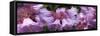 Close-up of raindrops on Rhododendron flowers-Panoramic Images-Framed Stretched Canvas