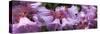 Close-up of raindrops on Rhododendron flowers-Panoramic Images-Stretched Canvas