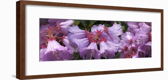 Close-up of raindrops on Rhododendron flowers-Panoramic Images-Framed Photographic Print