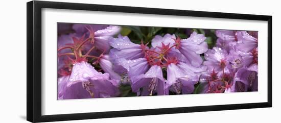 Close-up of raindrops on Rhododendron flowers-Panoramic Images-Framed Photographic Print