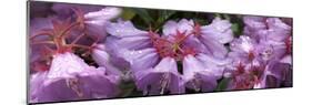 Close-up of raindrops on Rhododendron flowers-Panoramic Images-Mounted Photographic Print