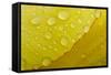 Close-Up of Raindrops on Tulip Petal-Matt Freedman-Framed Stretched Canvas