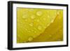 Close-Up of Raindrops on Tulip Petal-Matt Freedman-Framed Photographic Print