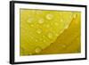 Close-Up of Raindrops on Tulip Petal-Matt Freedman-Framed Photographic Print