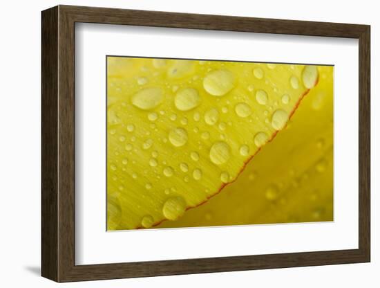 Close-Up of Raindrops on Tulip Petal-Matt Freedman-Framed Photographic Print