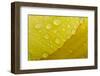 Close-Up of Raindrops on Tulip Petal-Matt Freedman-Framed Photographic Print