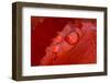 Close-up of raindrops on tulip petal.-Matt Freedman-Framed Photographic Print