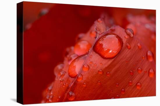 Close-up of raindrops on tulip petal.-Matt Freedman-Stretched Canvas