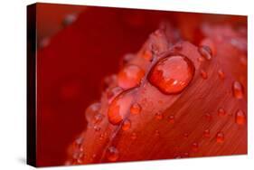 Close-up of raindrops on tulip petal.-Matt Freedman-Stretched Canvas