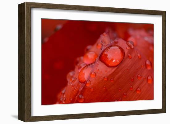 Close-up of raindrops on tulip petal.-Matt Freedman-Framed Photographic Print