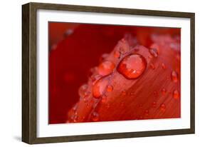 Close-up of raindrops on tulip petal.-Matt Freedman-Framed Photographic Print