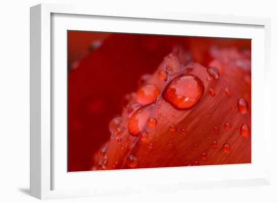 Close-up of raindrops on tulip petal.-Matt Freedman-Framed Photographic Print