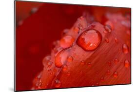 Close-up of raindrops on tulip petal.-Matt Freedman-Mounted Photographic Print