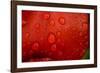 Close-up of raindrops on tulip petal.-Matt Freedman-Framed Photographic Print