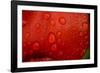 Close-up of raindrops on tulip petal.-Matt Freedman-Framed Photographic Print