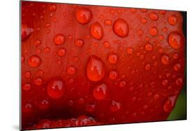 Close-up of raindrops on tulip petal.-Matt Freedman-Mounted Photographic Print