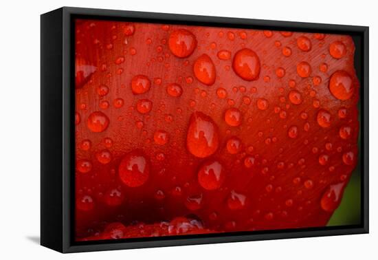 Close-up of raindrops on tulip petal.-Matt Freedman-Framed Stretched Canvas