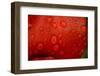 Close-up of raindrops on tulip petal.-Matt Freedman-Framed Photographic Print