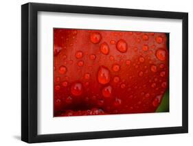 Close-up of raindrops on tulip petal.-Matt Freedman-Framed Photographic Print