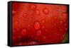 Close-up of raindrops on tulip petal.-Matt Freedman-Framed Stretched Canvas