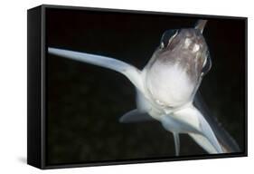 Close Up of Ratfish - Ghost Shark (Chimaera Monstrosa) Trondheimsfjorden, Norway, February 2009-Lundgren-Framed Stretched Canvas