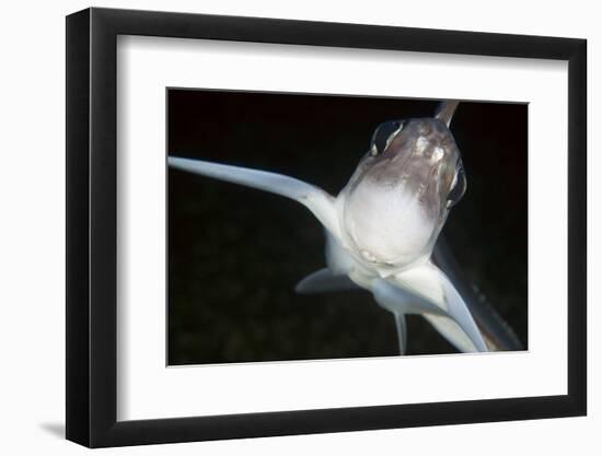 Close Up of Ratfish - Ghost Shark (Chimaera Monstrosa) Trondheimsfjorden, Norway, February 2009-Lundgren-Framed Photographic Print