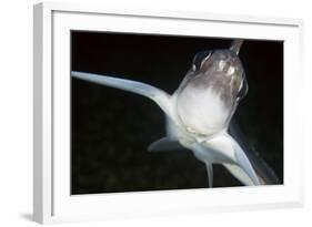 Close Up of Ratfish - Ghost Shark (Chimaera Monstrosa) Trondheimsfjorden, Norway, February 2009-Lundgren-Framed Photographic Print