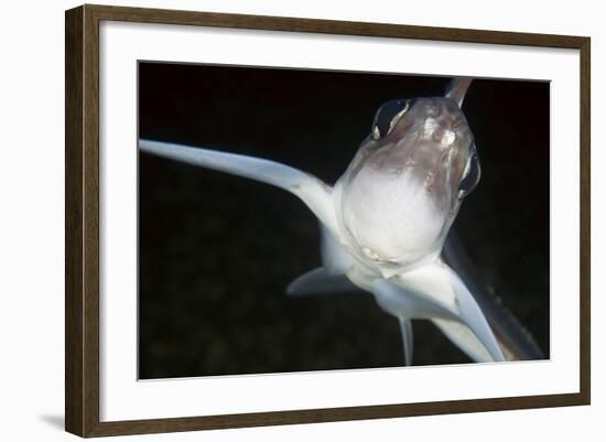 Close Up of Ratfish - Ghost Shark (Chimaera Monstrosa) Trondheimsfjorden, Norway, February 2009-Lundgren-Framed Photographic Print