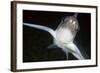 Close Up of Ratfish - Ghost Shark (Chimaera Monstrosa) Trondheimsfjorden, Norway, February 2009-Lundgren-Framed Photographic Print