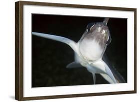 Close Up of Ratfish - Ghost Shark (Chimaera Monstrosa) Trondheimsfjorden, Norway, February 2009-Lundgren-Framed Photographic Print