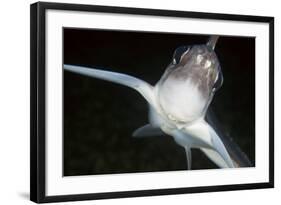 Close Up of Ratfish - Ghost Shark (Chimaera Monstrosa) Trondheimsfjorden, Norway, February 2009-Lundgren-Framed Photographic Print