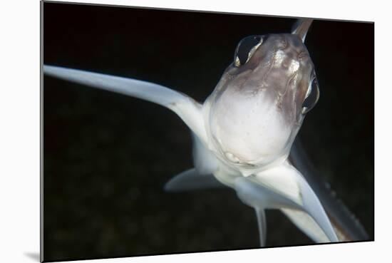 Close Up of Ratfish - Ghost Shark (Chimaera Monstrosa) Trondheimsfjorden, Norway, February 2009-Lundgren-Mounted Photographic Print