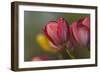 Close Up of Red and Yellow Tulips in Garden-Rona Schwarz-Framed Photographic Print