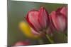 Close Up of Red and Yellow Tulips in Garden-Rona Schwarz-Mounted Photographic Print