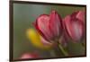 Close Up of Red and Yellow Tulips in Garden-Rona Schwarz-Framed Photographic Print
