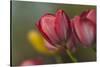 Close Up of Red and Yellow Tulips in Garden-Rona Schwarz-Stretched Canvas