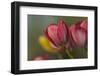 Close Up of Red and Yellow Tulips in Garden-Rona Schwarz-Framed Photographic Print