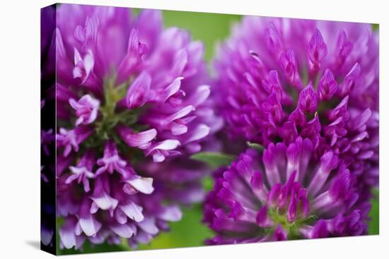 Close-Up of Red Clover (Trifolium Pratense) Flowers, Eastern Slovakia, Europe, June 2009-Wothe-Stretched Canvas