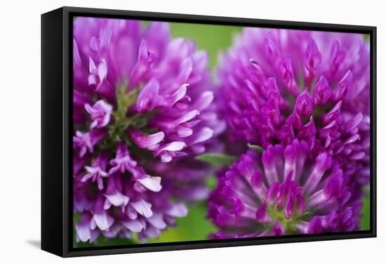 Close-Up of Red Clover (Trifolium Pratense) Flowers, Eastern Slovakia, Europe, June 2009-Wothe-Framed Stretched Canvas