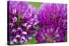Close-Up of Red Clover (Trifolium Pratense) Flowers, Eastern Slovakia, Europe, June 2009-Wothe-Stretched Canvas